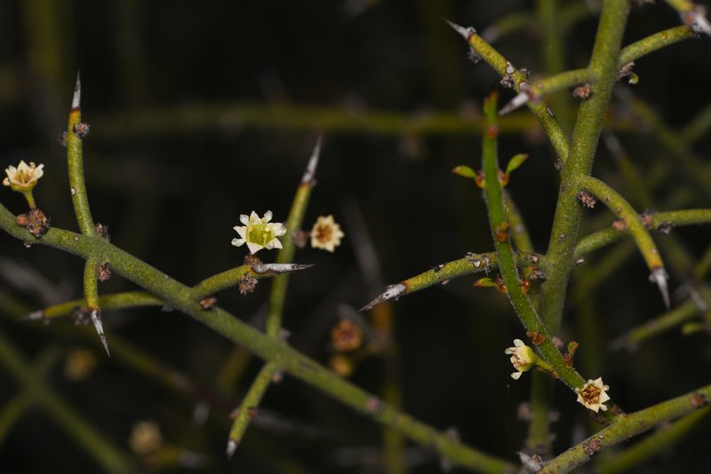 Adolphia californica, photographed by Trevor Van Loon