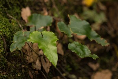 Asplenium hemionitis