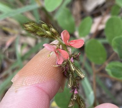 Indigofera hirsuta, photographed by Greg Tasney