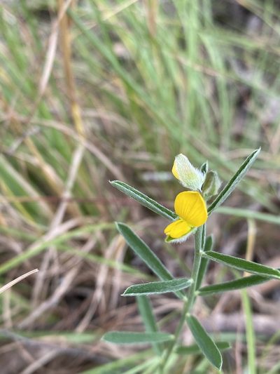 Crotalaria brevis, photographed by Greg Tasney