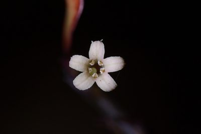 Alseuosmia pusilla, photographed by Christopher Stephens