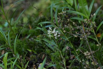 Earina autumnalis, photographed by Christopher Stephens