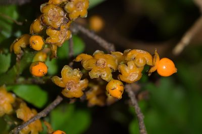 Astelia fragrans, photographed by Christopher Stephens