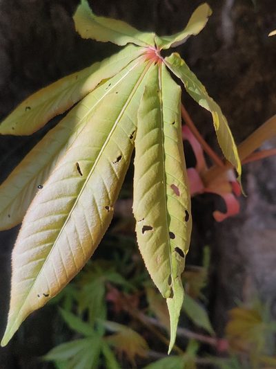 Aesculus indica, photographed by Name