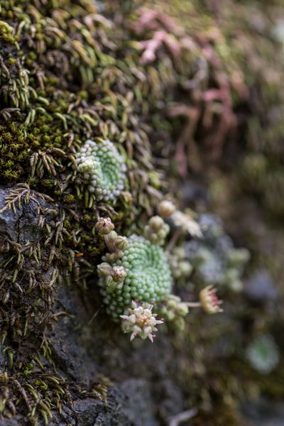 Monanthes pallens, photographed by Christina s.l.