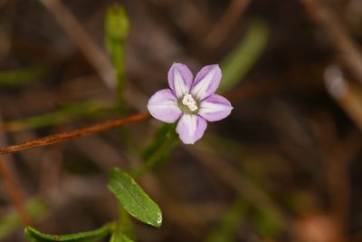 Convolvulus simulans, photographed by Trevor Van Loon