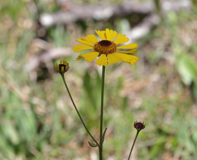 Helenium brevifolium, photographed by Lauren McLaurin