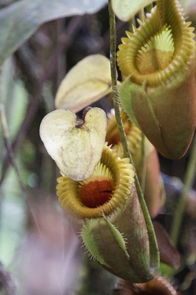 Nepenthes villosa, photographed by Jiro Iguchi
