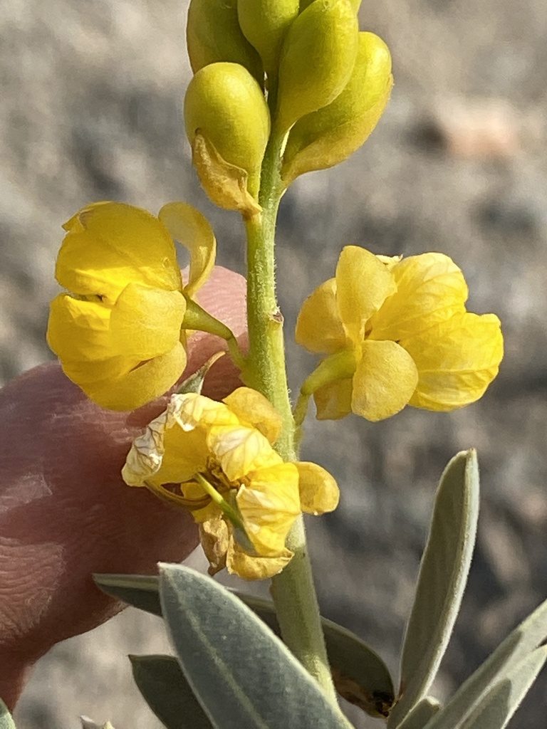Senna alexandrina, photographed by Dave U