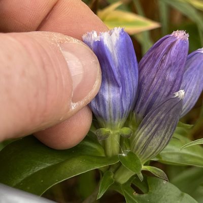 Gentiana andrewsii, photographed by Summit Metro Parks