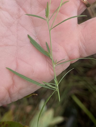 Epilobium leptophyllum, photographed by Summit Metro Parks