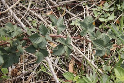 Rubus affinis, photographed by Tony Rebelo