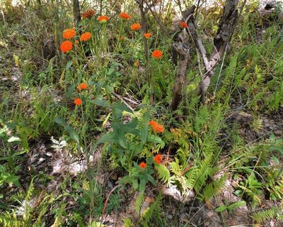Hypericophyllum compositarum, photographed by i_c_riddell