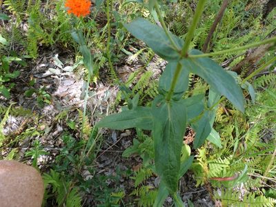 Hypericophyllum compositarum, photographed by i_c_riddell
