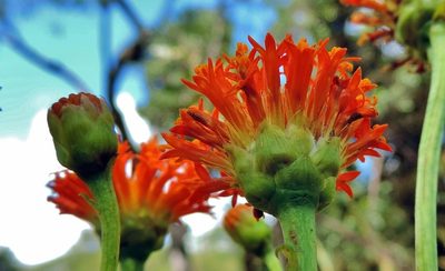 Hypericophyllum compositarum, photographed by i_c_riddell