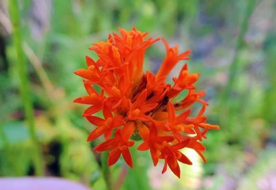 Hypericophyllum compositarum, photographed by i_c_riddell