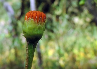 Hypericophyllum compositarum, photographed by i_c_riddell