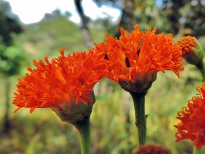 Hypericophyllum compositarum, photographed by i_c_riddell