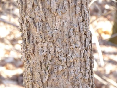 Fraxinus nigra, photographed by Shirley Zundell