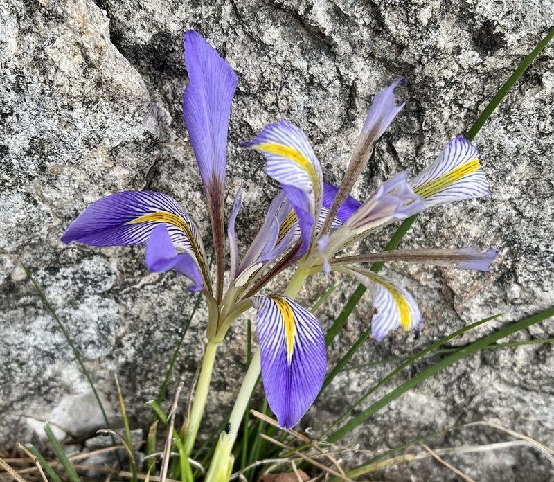 Iris unguicularis, photographed by Bob Walker
