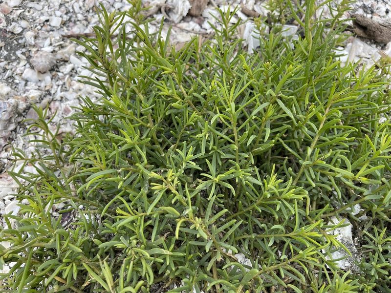 Suaeda maritima, photographed by lansan