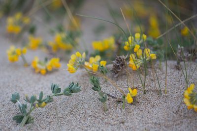 Lotus cytisoides, photographed by Tim Johnson