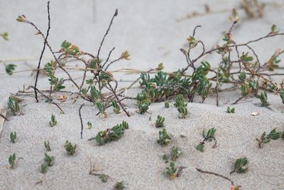 Polygonum maritimum, photographed by Tim Johnson