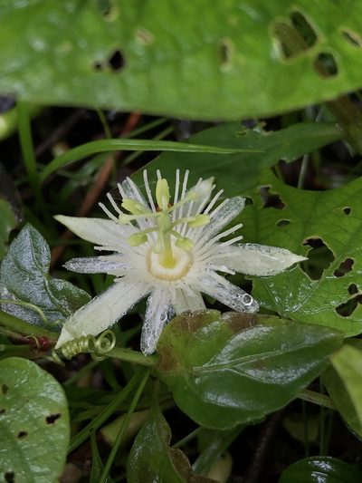 Passiflora capsularis, photographed by Leonardo Breder Passalacqua