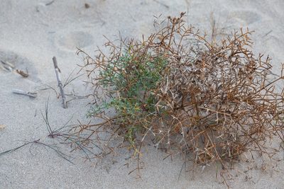 Echinophora spinosa, photographed by Tim Johnson