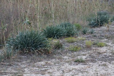 Pancratium maritimum, photographed by Tim Johnson