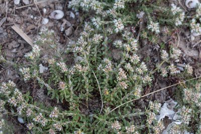 Paronychia argentea, photographed by Tim Johnson