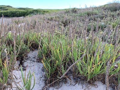 Plantago carnosa, photographed by Dave Richardson