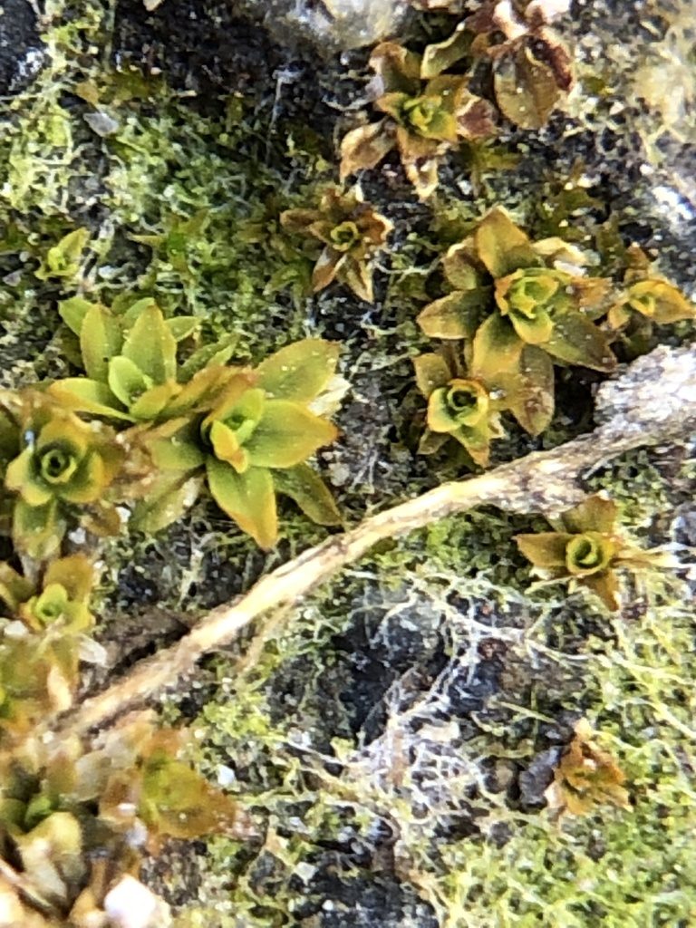 Hennediella stanfordensis, photographed by Young Jun Lee