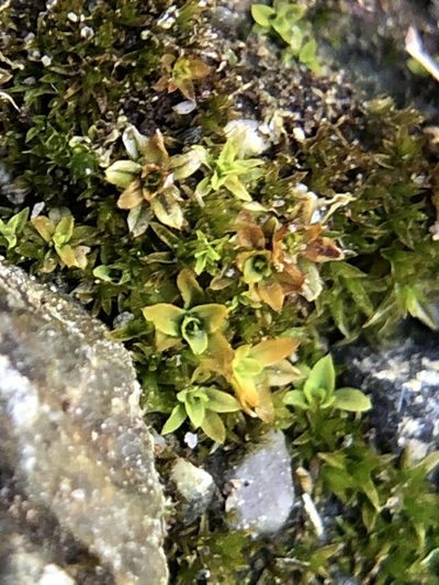 Hennediella stanfordensis, photographed by Young Jun Lee
