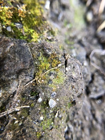Hennediella stanfordensis, photographed by Young Jun Lee