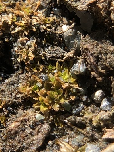 Hennediella stanfordensis, photographed by Young Jun Lee