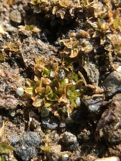Hennediella stanfordensis, photographed by Young Jun Lee