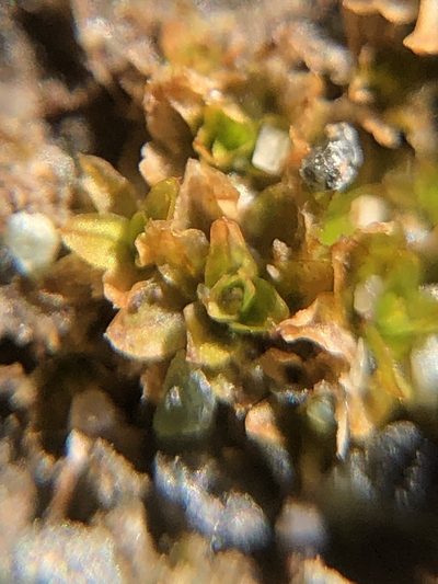 Hennediella stanfordensis, photographed by Young Jun Lee