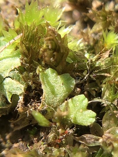 Riccia glauca, photographed by Young Jun Lee