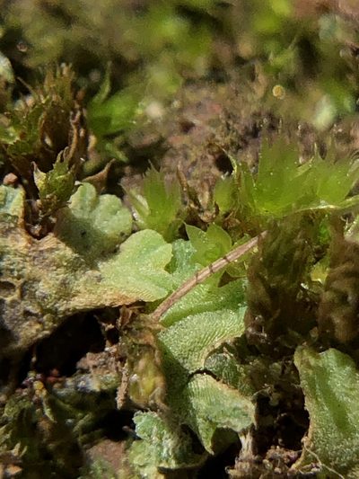 Riccia glauca, photographed by Young Jun Lee