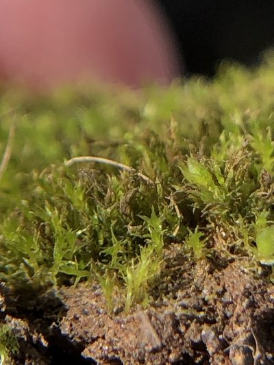 Rhizogemma staphylina, photographed by Young Jun Lee