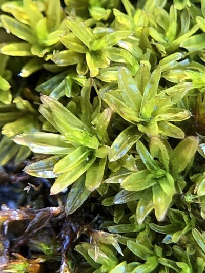 Dialytrichia mucronata, photographed by Young Jun Lee