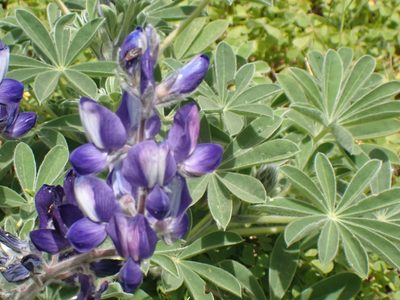 Lupinus pilosus, photographed by John Lyden