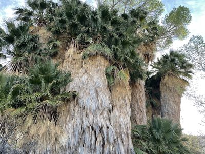 Washingtonia filifera, photographed by laiet17