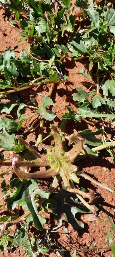 Harpagophytum zeyheri, photographed by Karen Eichholz