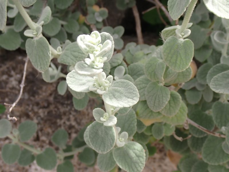 Pseudodictamnus mediterraneus, photographed by John Lyden