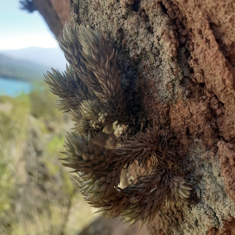 Tillandsia pedicellata, photographed by Benjamin Bender