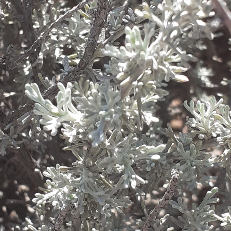 Artemisia mendozana, photographed by Benjamin Bender