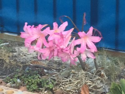 Amaryllis belladonna, photographed by Tony Rebelo