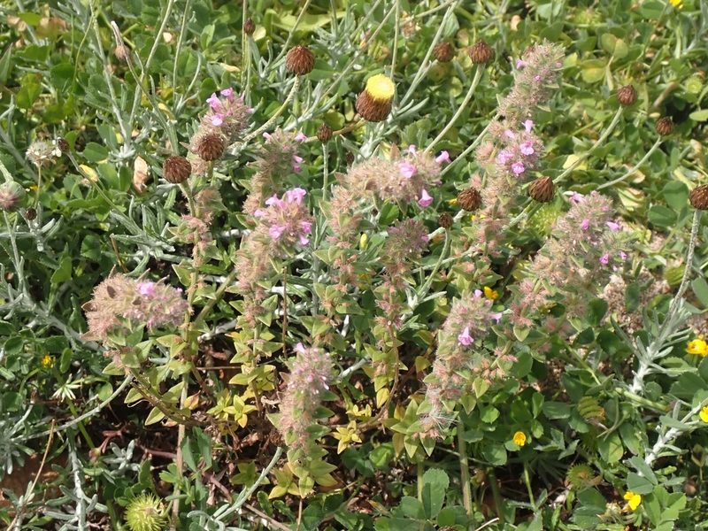 Micromeria nervosa, photographed by John Lyden